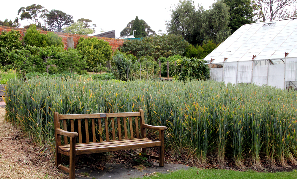 Wheat, Pete's Patch Hobart